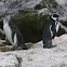 Pingüino de Humboldt / Humboldt Penguin