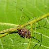 Slender pholcid spider