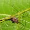 Slender pholcid spider