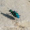 Six-spotted tiger beetles (mating)