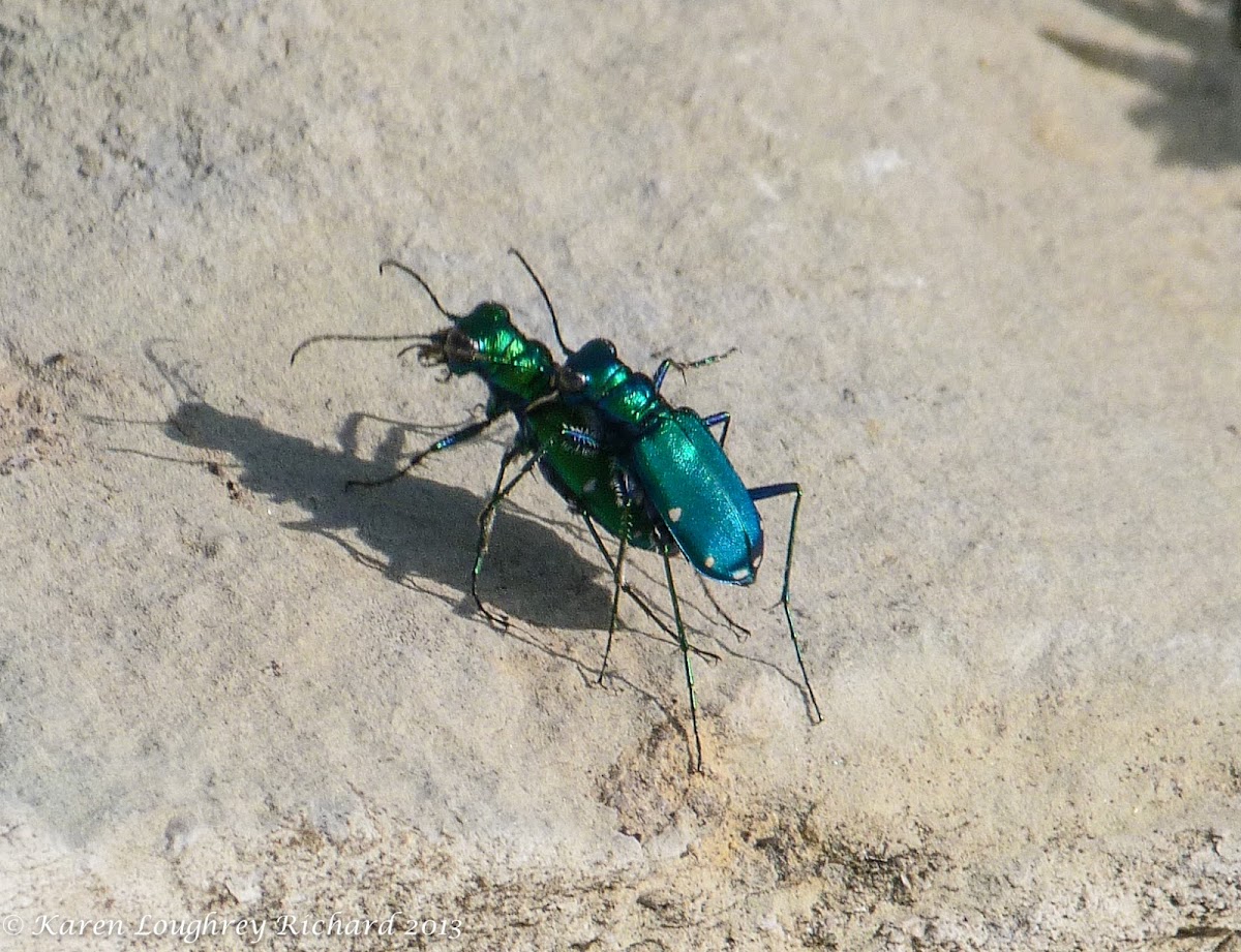 Six-spotted tiger beetles (mating)