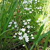 Hyacinth Brodiaea