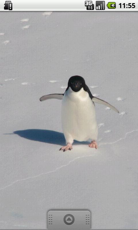 Android application Full of Penguins ! screenshort