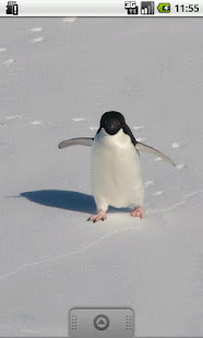 Full of Penguins !(圖1)-速報App