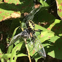 Yellow and Black Garden Spider