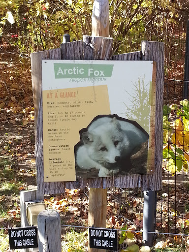 Arctic Fox Exhibit