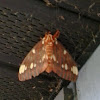 Regal Moth