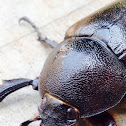 Rhinoceros Beetle (Female)