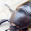 Rhinoceros Beetle (Female)