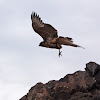 Variable Hawk (Juvenile)