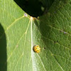Ladybug, Ladybird, Multicolored Asian Lady Beetle