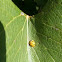 Ladybug, Ladybird, Multicolored Asian Lady Beetle