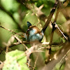 Red-cheeked Cordon-bleu (female)