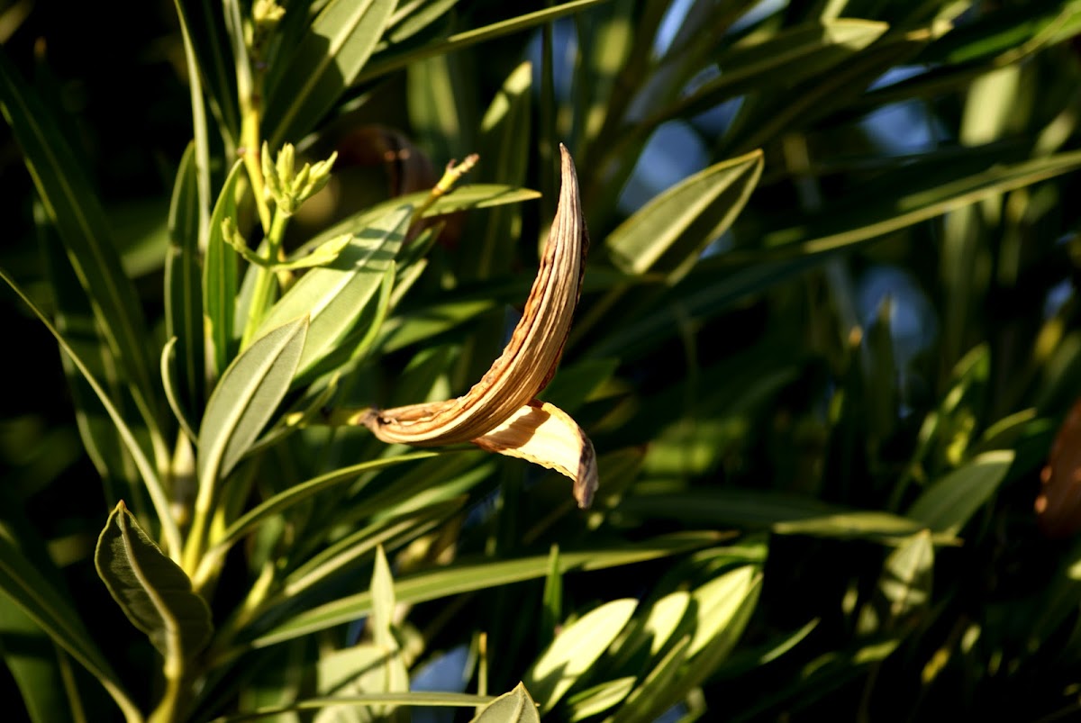 Dry pod of Oleander
