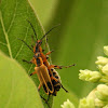 Margined leatherwing soldier beetle