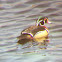 Wood Duck