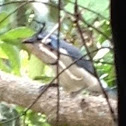 White-throated Magpie-Jay (Urraca)