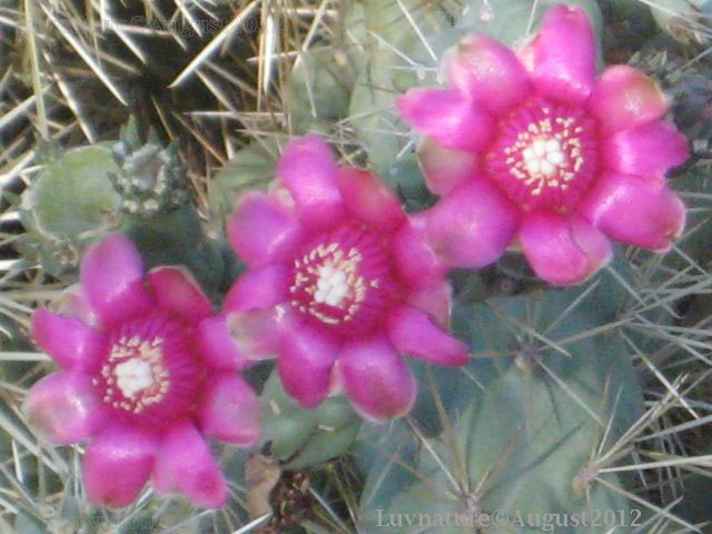 Jumping Cholla Cactus Flowers - Three in a row