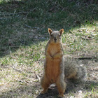 Eastern Fox Squirrel