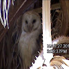 Barn owl