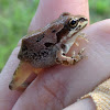 Strecker's chorus frog