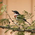 Chinspot Batis (female)