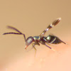 Chalcid wasp