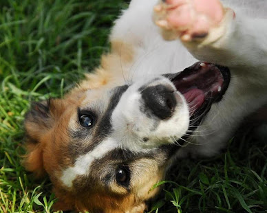 拉布拉多猎犬壁纸(圖6)-速報App