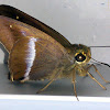 Unidentified Skipper Butterfly