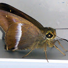 Unidentified Skipper Butterfly