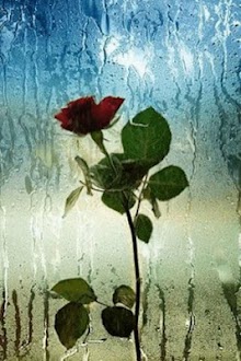 Misty Rose Live Wallpaper