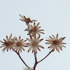 Aster (winter flower head)