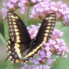 Eastern Black Swallowtail Butterfly (female)