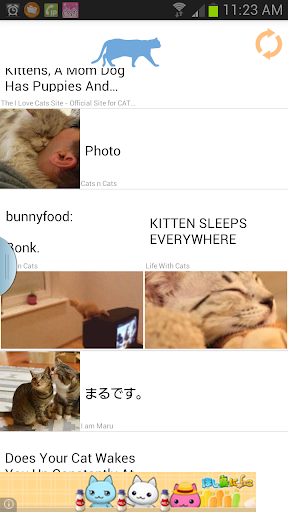 More Cats: cat videos photos