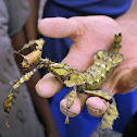 spiny leaf insect (female)