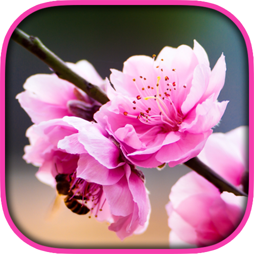 Peach Blossom Live Wallpaper 個人化 App LOGO-APP開箱王