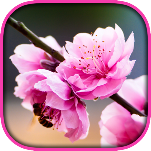 Peach Blossom Live Wallpaper LOGO-APP點子