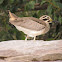 Great stone curlew
