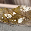 Cocalus Fruit Piercing Moth (female)