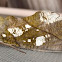 Cocalus Fruit Piercing Moth (female)