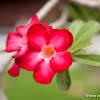 impala lily, desert rose