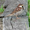 House (or English) Sparrow male