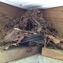 Wren Nest with 5 Eggs