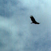 Turkey Vulture