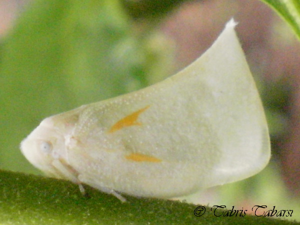 [S] Flatid planthopper