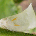 [S] Flatid planthopper