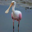 Pink Spoonbill