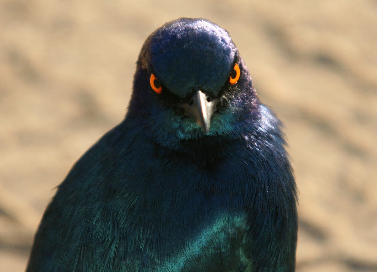 Greater Blue-Eared Starling