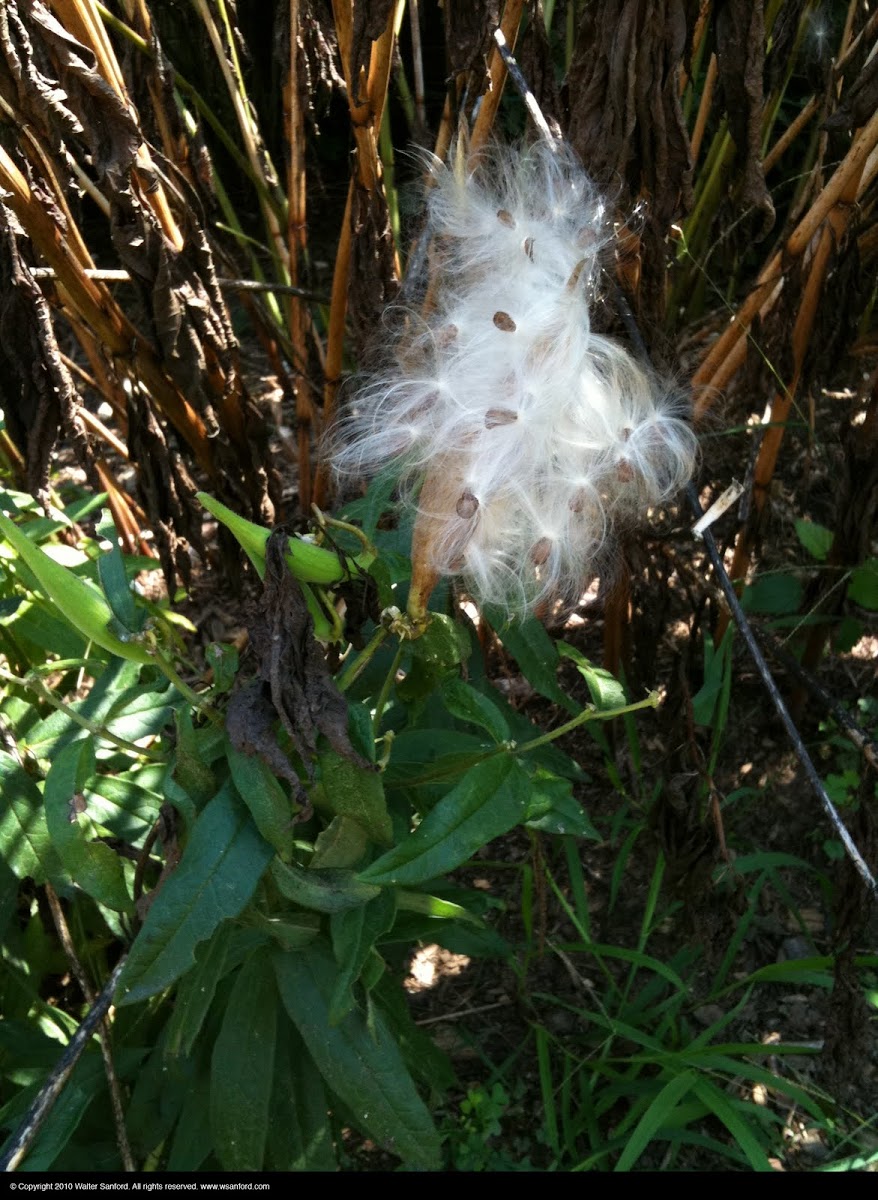 Scarlet milkweed seeds
