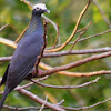 White-crowned pigeon